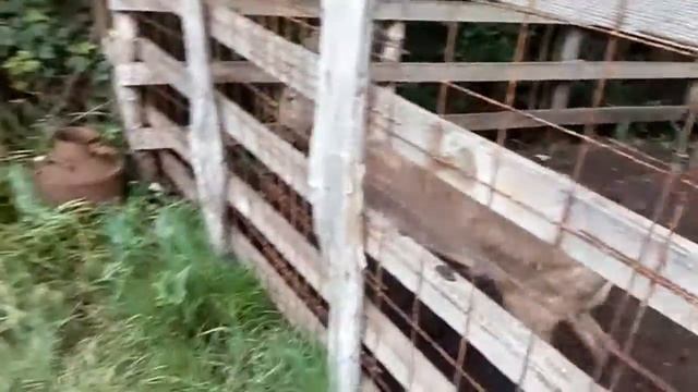 Солнечная Абхазия май 2016 Пансионат "Литфонд" ~1~ смотреть онлайн