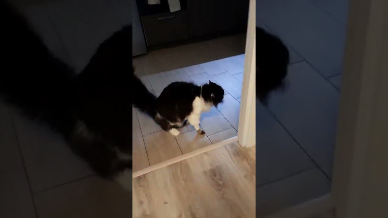 Коты не любят носочки (Озвучено Медоедом) смотреть онлайн