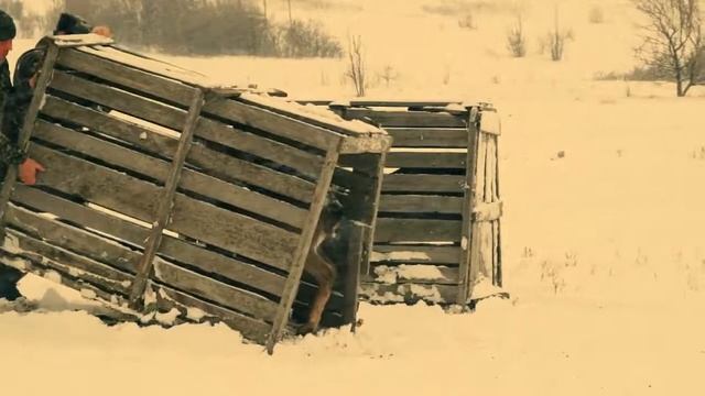 20 оленей и 7 ланей выпустили в заказнике "Горненский" смотреть онлайн