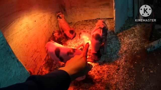 Принимаю опорос у свиноматки породы пьетрен 🐷Играем в футбол 😎