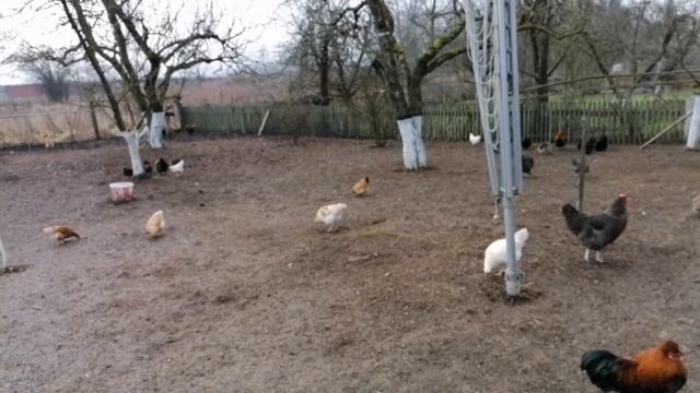 Карликовые курочки, зачем они мне нужны? смотреть онлайн
