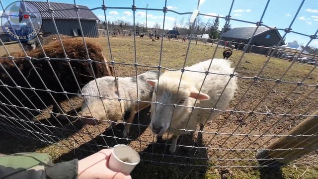 Sigulda Zoo Зоопарк Сигулда  Латвия 2023
