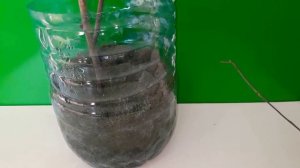 N5 Выращиваем шелковицу из черенка.