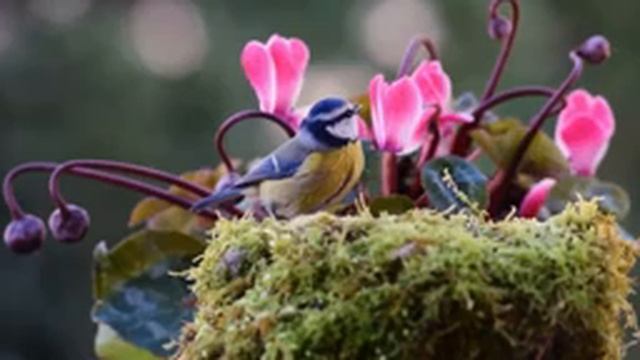 Лечебная музыка для сердца и сосудов ? музыка для релаксации, музыка для души, лечебная музыка смотреть онлайн