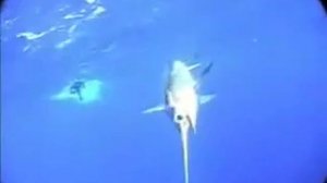 Рыба меч - редчайшие кадры