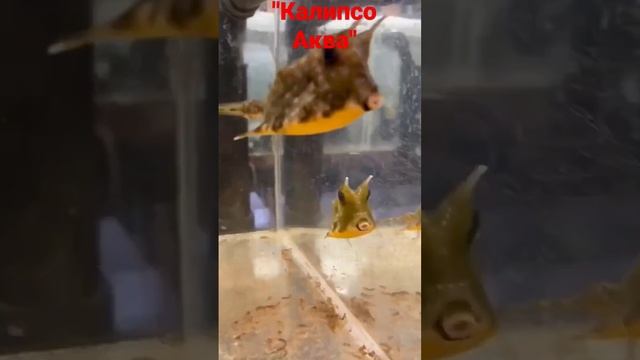 Рогатый кузовок. смотреть онлайн