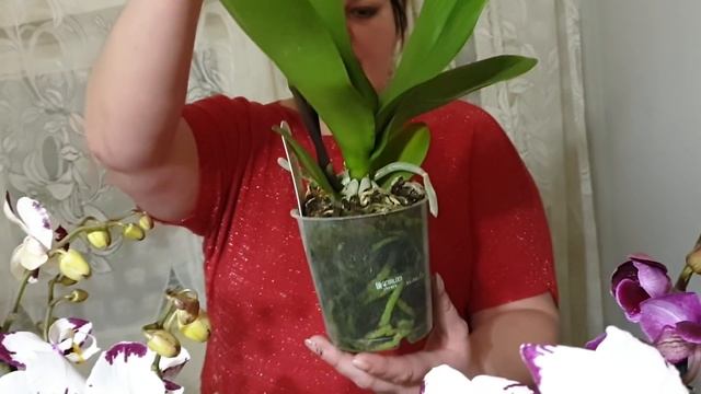 Невероянто красивый завоз орхидей. Аукцион на всеми любимый бордовый Биг Лип смотреть онлайн