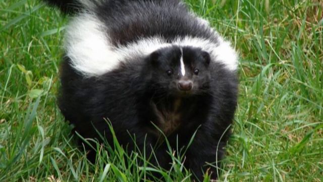 СКУНС ИНТЕРЕСНЫЕ ФАКТЫ