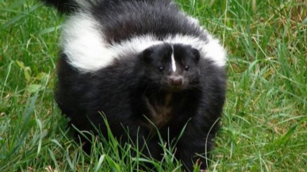 СКУНС ИНТЕРЕСНЫЕ ФАКТЫ