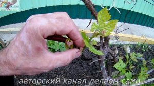 Виноградник.Виноград обломка зеленых побегов.Нормировка винограда побегами.Уход за виноградником