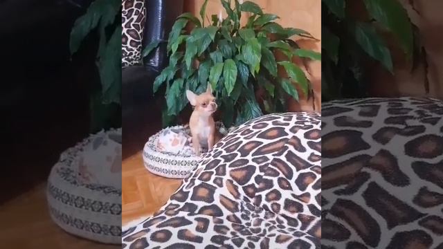 Голос! Чихуахуа и команда _Голос_ смотреть онлайн