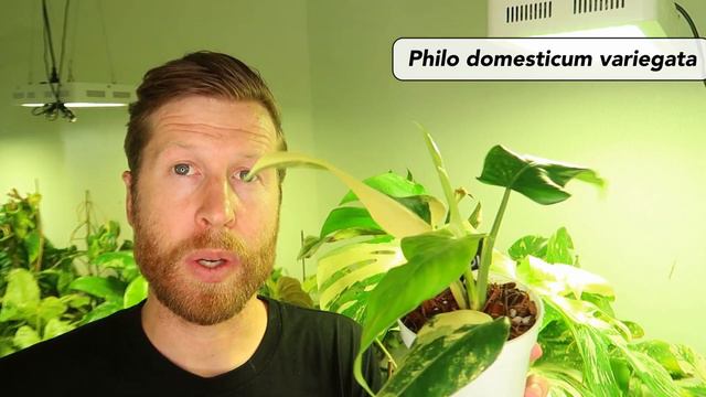 My Favorite RARE TROPICAL PLANTS for Summer 2022 смотреть онлайн