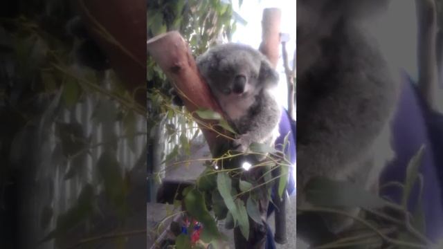 Коала в Сиднейском зоопарке смотреть онлайн