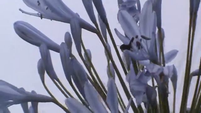 Imagem do dia - Agapantos - São Bento do Sul - SC смотреть онлайн
