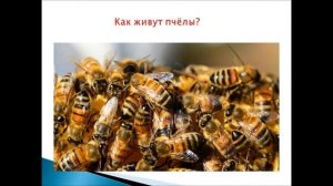 Презентация «Пчелы для детей 3-4 лет»
