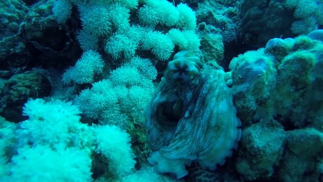 Акула молот! Египет/Сафари/Egypt/лодка Betelgueser/ 2 часть смотреть онлайн
