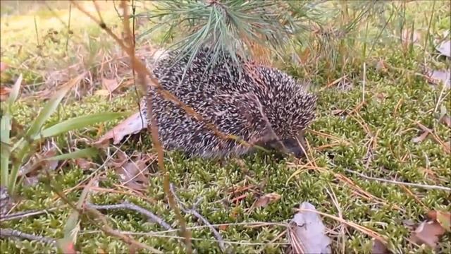 Начало осени - самое время для сбора грибов. Mushroom picking in Russia. смотреть онлайн