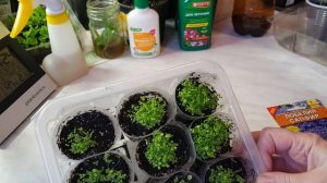 ?ЛОБЕЛИЯ САПФИР. Рассаде 2 недели.