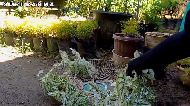 KELADI LILIPUT RIMBUN | CARA MUDAH MEMPERBANYAK KELADI LILIPUT | RAK BARU BUAT KELADI LILIPUT смотреть онлайн