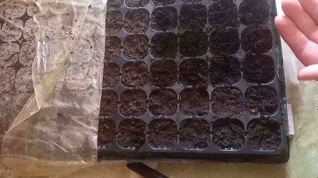 Как сеять раннюю капусту на рассаду! смотреть онлайн