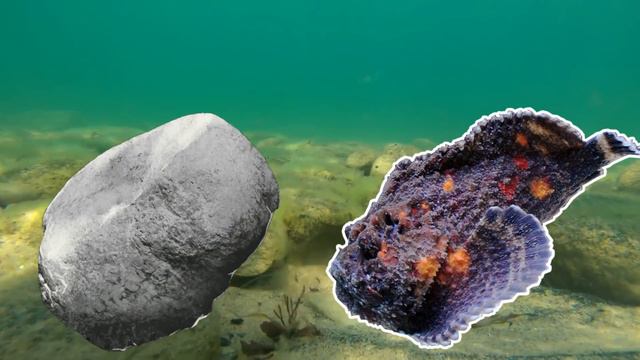 5 Fish That Kinda Have Jobs смотреть онлайн
