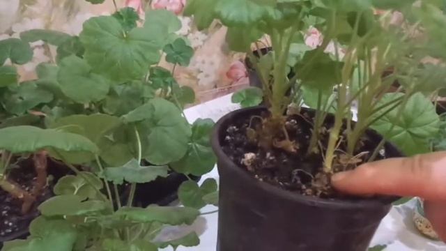 Когда черенковать герань? смотреть онлайн