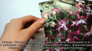 Маттиола двурогая — описание сорта, выращивание из семян