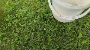 насос sterwins 1100вт.Пёс Тим.2 часть.