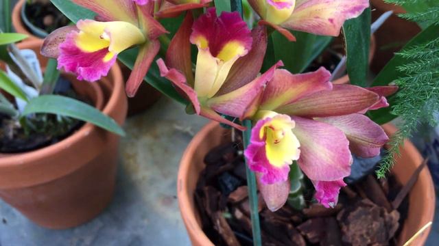 RLC. Waianae Leopard x Cattleytonia Why not "orange" смотреть онлайн