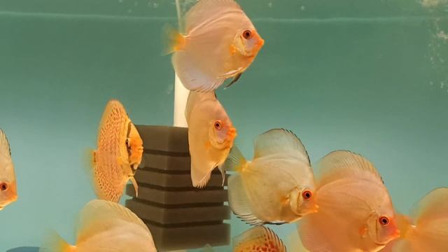 Карантин дискусов из города Майский.