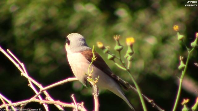 Обыкновенный жулан (сорокопут-жулан) поёт || shrike sings смотреть онлайн