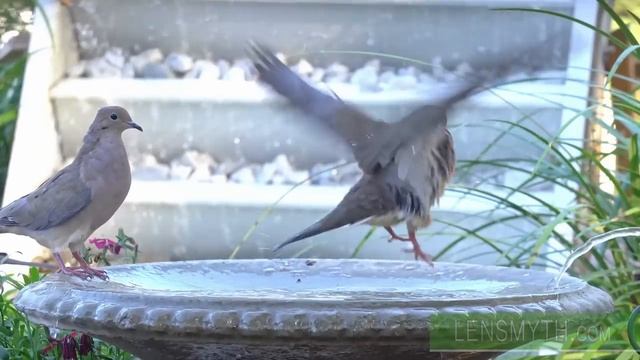 Best of the ? Bird Bath ? Videos for Cats to Watch #cattv #splashing #birdbath #BirdTV смотреть онлайн