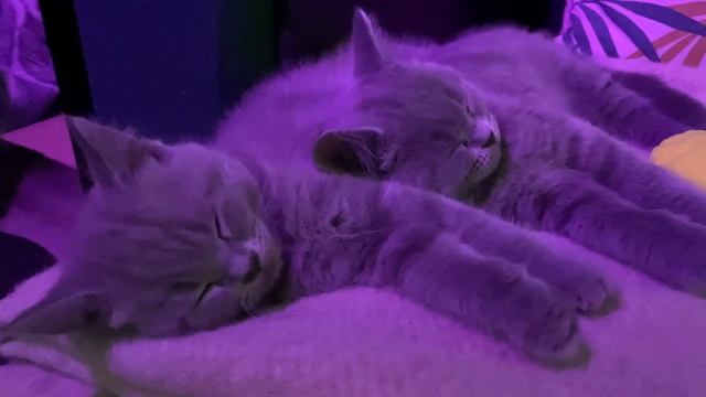 Как спят котята? смотреть онлайн