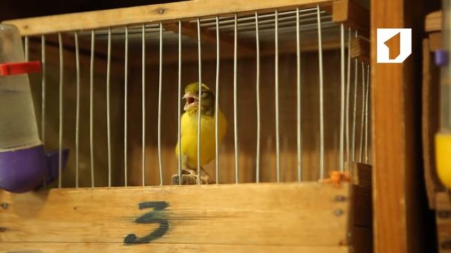 Утренний эфир / Разведение канареек смотреть онлайн