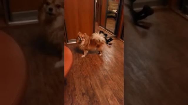 Алиса, поет, смотреть онлайн