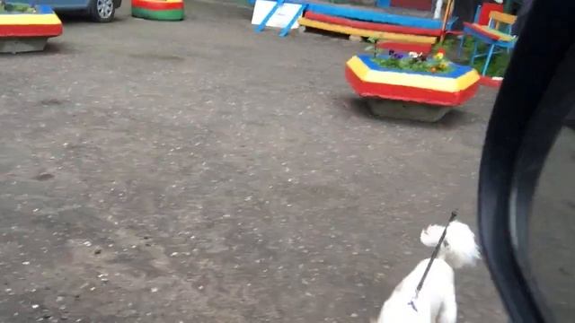 Мини йоркширский терьер! Встреча с пуделем! смотреть онлайн