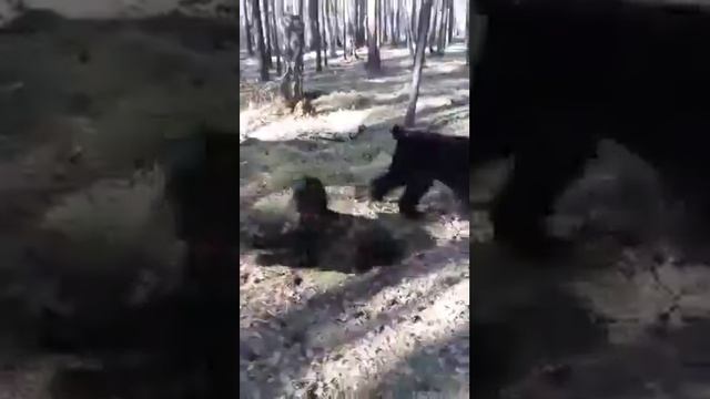 Питомник РЧТ Отважный Воин 05.05.2016