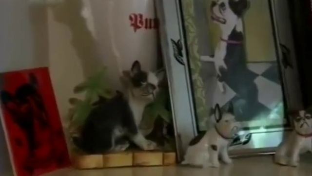 #бостонтерьер #собаки
101 dogs, Введение в собаковедении: Бостон терьер описание породы смотреть онлайн