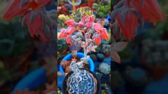 Echeveria "Swan Lake", Otro Híbrido de Echeveria Runyonii "Topsy Turvy" x E. Shaviana смотреть онлайн