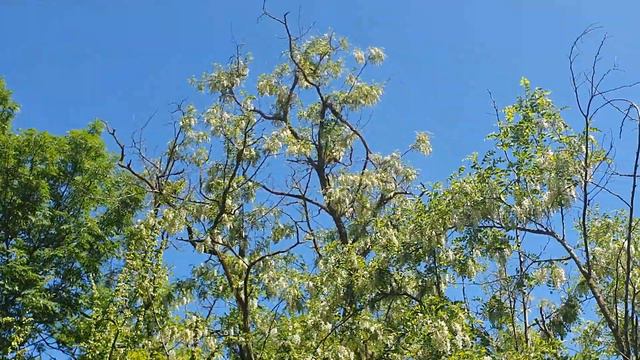 Акация цветёт смотреть онлайн