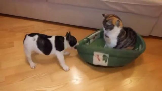 Неугомонный французский бульдог!Тhe irrepressible French Bulldog! смотреть онлайн