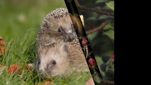 Лесной мир.😋😋😋 смотреть онлайн