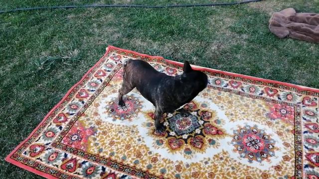 французский бульдог Генрик отдыхает на даче) смотреть онлайн