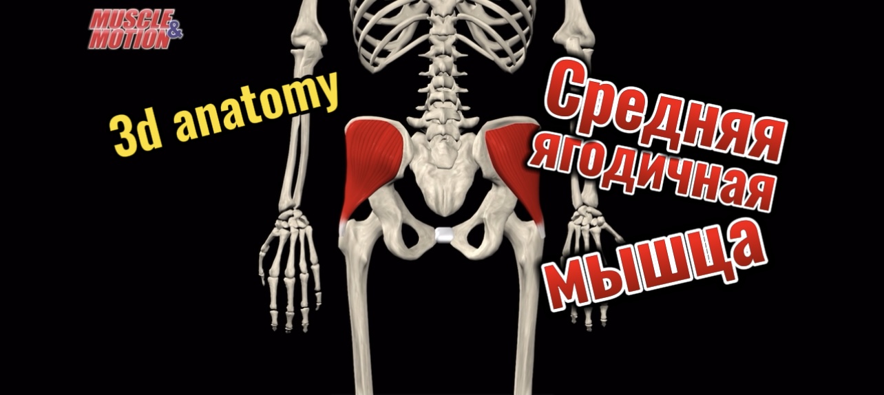 Средняя ягодичная мышца. 3d anatomy смотреть онлайн