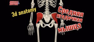 Средняя ягодичная мышца. 3d anatomy