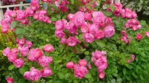 Нежная роза Анжела (Angela).