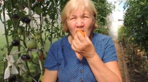 В КОЛЛЕКЦИЮ! ВКУСНЕЙШИЙ ТОМАТ «СИБИРСКИЕ БАНАНЫ»!