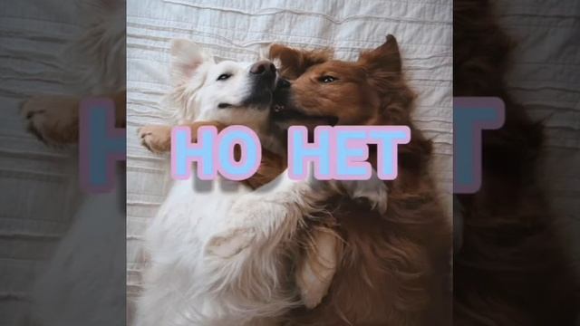 Строгий ошейник или удавка??? смотреть онлайн