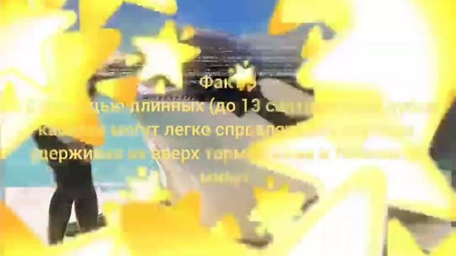 Факты о косатках #факты #чтотоновое #eisbrecher #чтотоновое смотреть онлайн