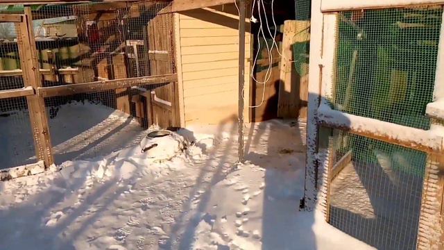 Супер несушка 🐔"микс" расклёвывает яйца 🥚 смотреть онлайн